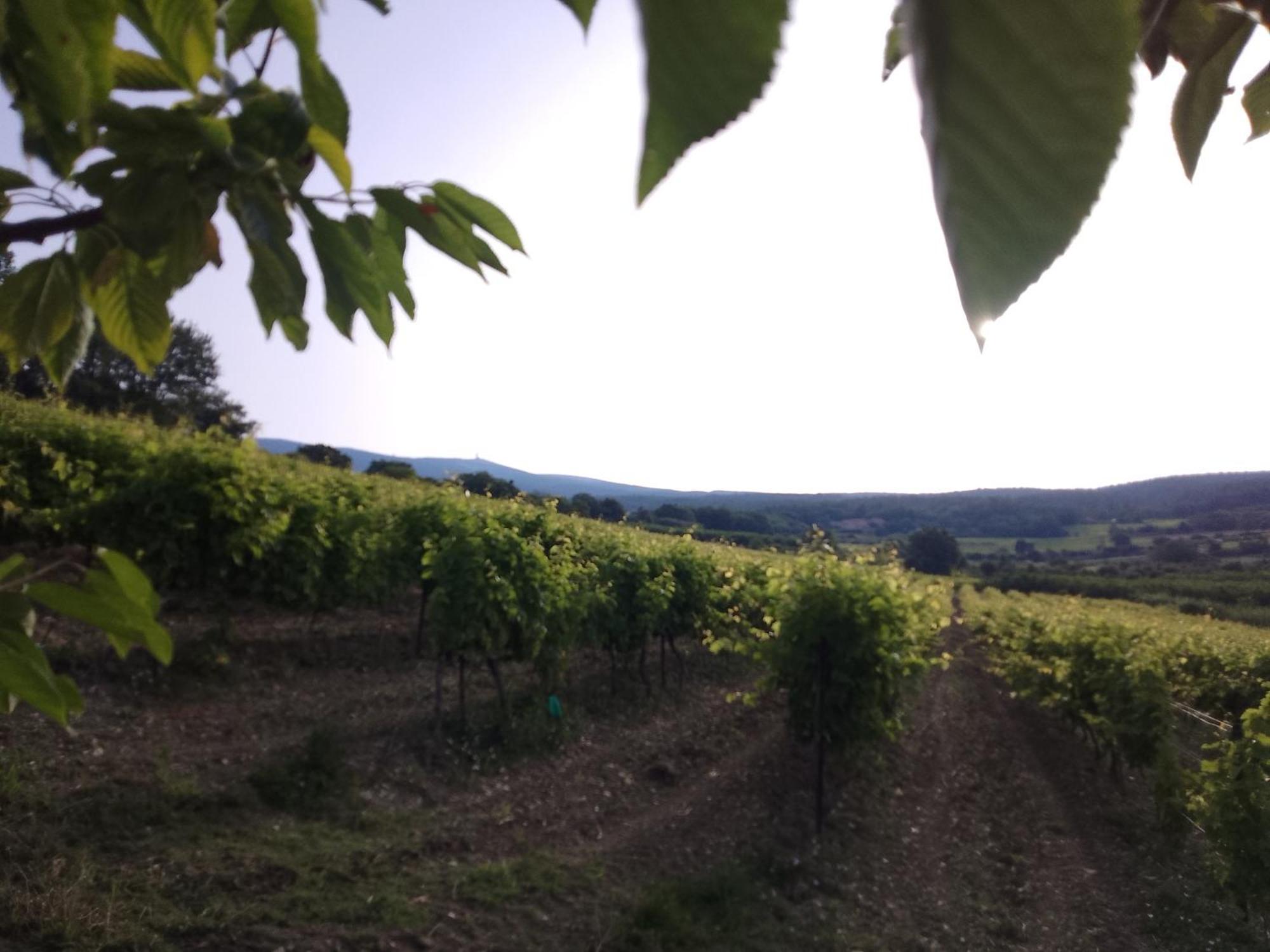 Les Gites Du Mont Ventoux Bedoin Exterior photo